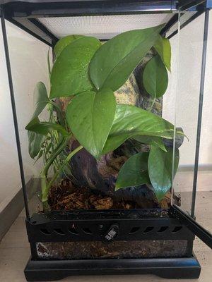 Baby Crested Gecko Enclosure