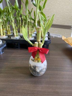 Lucky bamboo