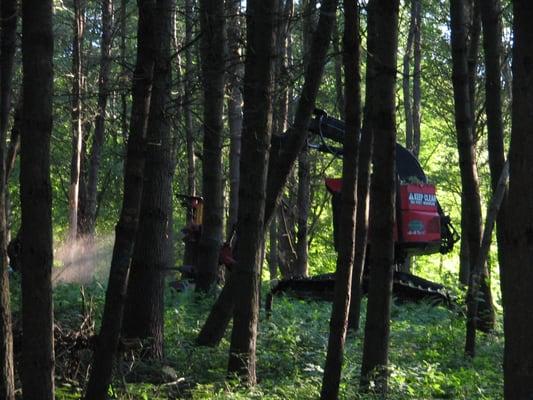 Professional Timber Harvests, Selective Cuts are our specialty for a sustainable future.  A clean Job!