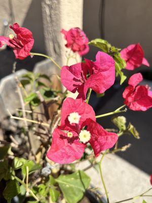 Bougainvillea