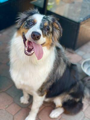 Olly the Aussie