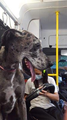 Zeke, the Great Dane being Blow dried by groomer Phoebe