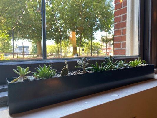 Window with cute plants.