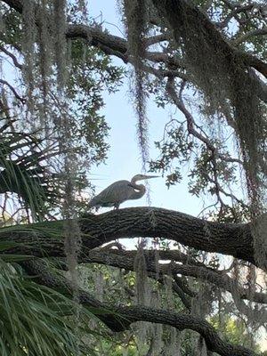 Bird in the tree