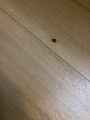 Roach on the floor next to the bed