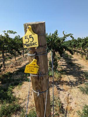 Malbec from Weinbau Vineyard