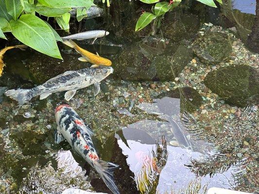 Japanese Koi pond at the Red Carpet Car Wash