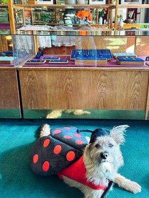 Clark, the shop dog!