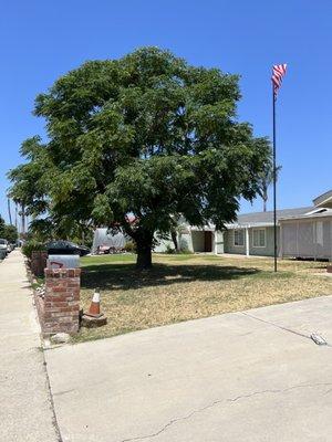 A tree that needs to get trimmed