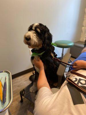 Bourbon has had several weeks of off-site training to become a certified therapy dog for our office!