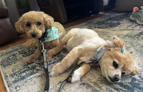 Mr. Tucker 1 yr old PooChon (Left) Ms. Carmen 15.5 yr old Tibetan Spaniel (Right) Thank You "Pampered Pets"