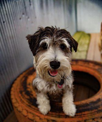 This pup didn't have access to a boot so they found a tire.