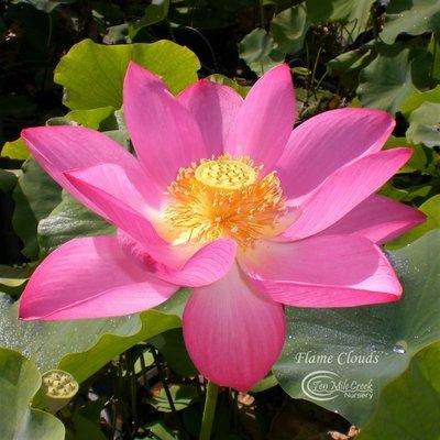 Winter Hardy Lotus available year round.