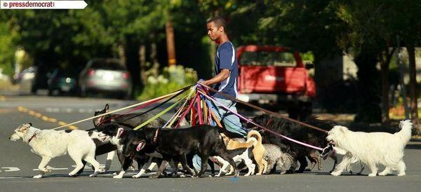 Sixteen dog leashes, God knows how many little blue plastic bags in my pocket!