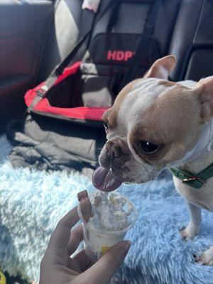 My pup loves her pup cups!