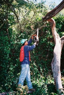 Yard work. We trim the trees, clean up and haul everything away!