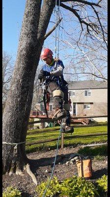 Robles Tree Service