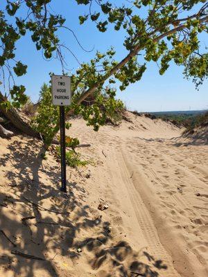 Trees in sand dunes