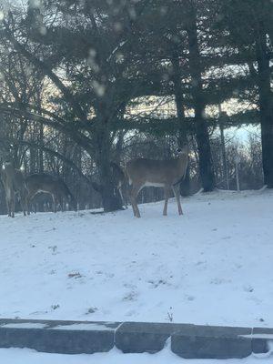 Howdy neighbor! #ChaletontheLake