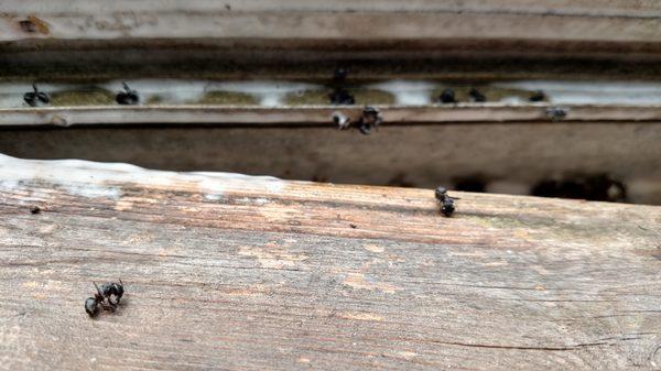 Carpenter ants. Let me correct that... Dead carpenter ants.