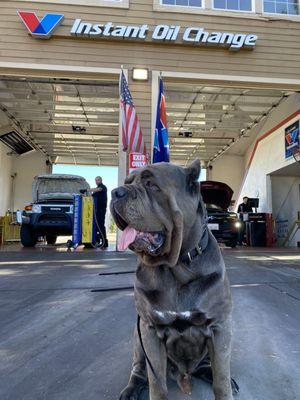 @therealmonster_canecorso appreciated the quick service and AC blasting into the car while we waited.