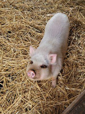 Piglet striking a pose!