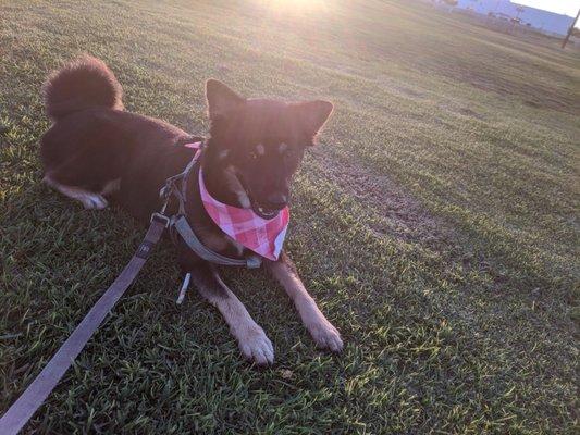 Our german shepherd shiba mocha after her bath at beach dog grooming