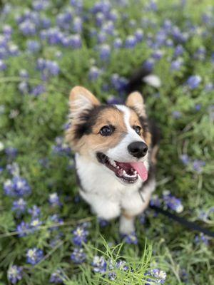 Meet Rory the corgi