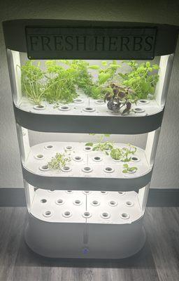 Hydroponic medicinal and tea herb garden