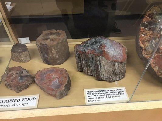 Petrified wood