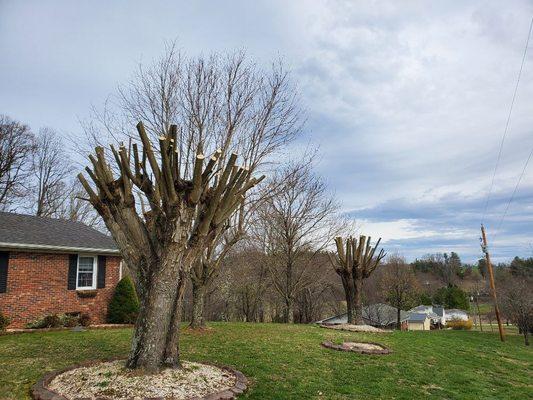 Two yard maples topped