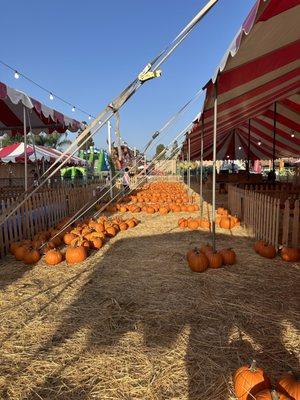 The Pumpkin Patch