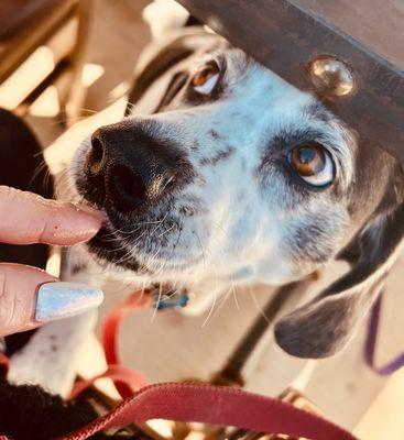 Dog enjoying brisket, chicken or macaroni and cheese on patio