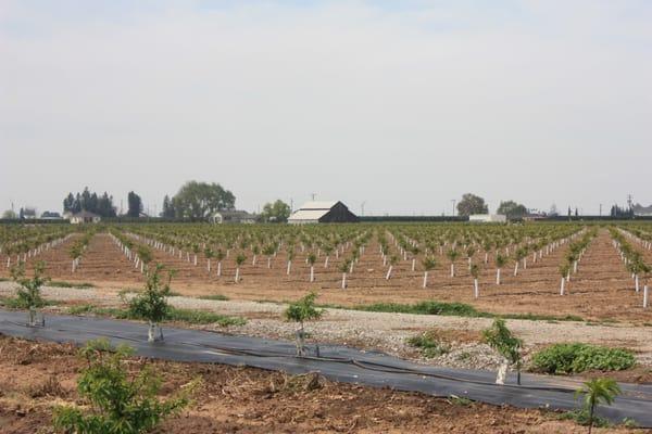 Newly planted orchard irrigated with micro irrigation