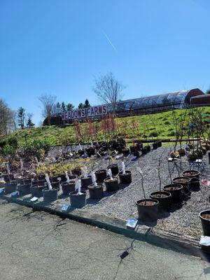 Meadow Farms sign, Plants