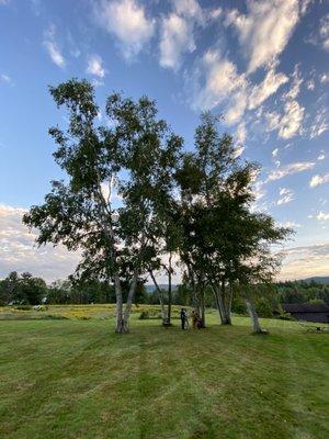 A beautiful cluster of Birch trees and a field of goldenrod.  There is a lovely path around the field and a hiking trail beyond that.