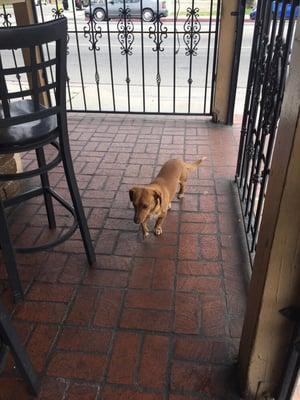 Apparently dogs are allowed in the patio . I used the groupon for this place, the food is very tasty.