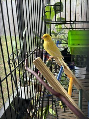 Canary