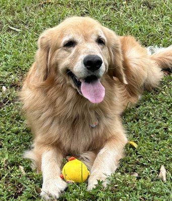 Jesse the spoiled golden retriever.