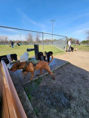 Central Bark Dog Park