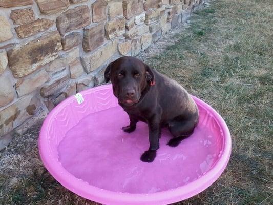 Cooling off in the pool