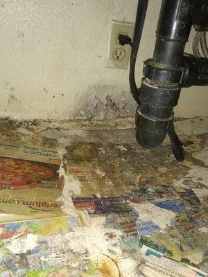 Under the kitchen sink Mold, sink sunken in