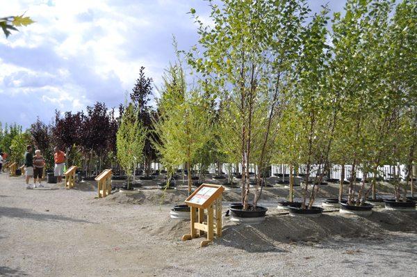 200 Kinds of Trees are grown on Natorp's Nursery