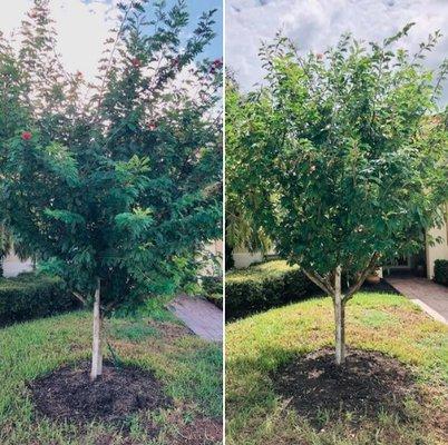 Calliandra haematocephala "Powderpuff Tree" | Before & After we reduced, & structure pruned the crown.