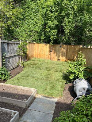 New sod in the backyard - District Landscapes also gave us mulch beds to incorporate our existing plants!