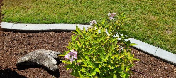 Garden cement curb installed around the flower beds.