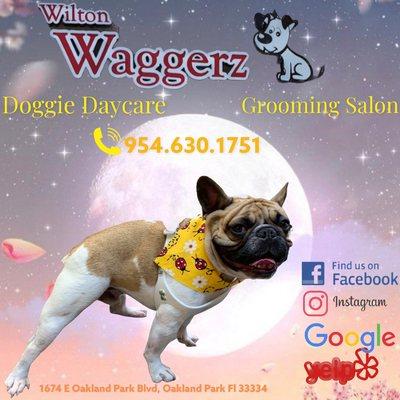 #doglife #doggrooming #doggiedaycare #doggiestyle #oakland #toaklandgroomer #dogstile #fortlauderdale #oaklandpark #dogsofinstagram #doglife