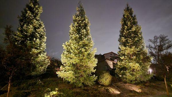 Illuminating California redwoods on a slope from multiple viewing angles