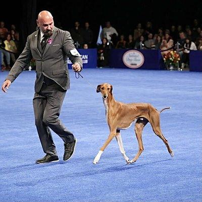 Yaro, an Azawakh won the Hound Group. Bill McCay/NBC