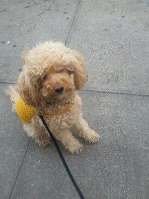 Willow on her walk with her Dogger friend, Trudi